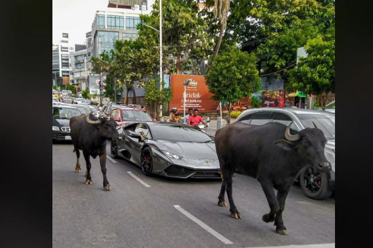 16. Cows Blocking Road.jpg?format=webp