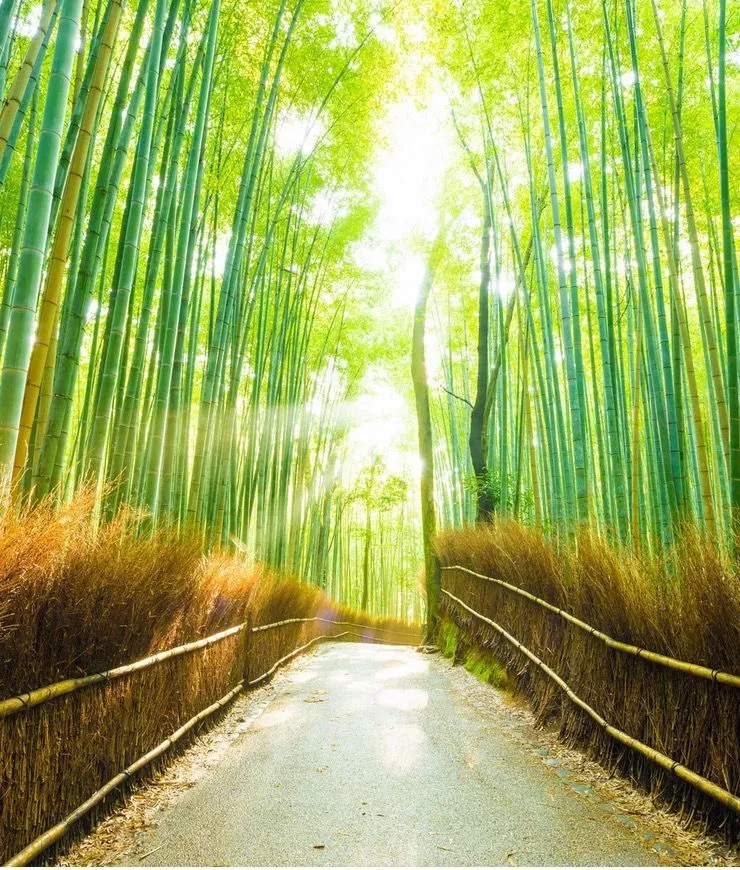 32. Arashiyama Bamboo Grove.jpg?format=webp