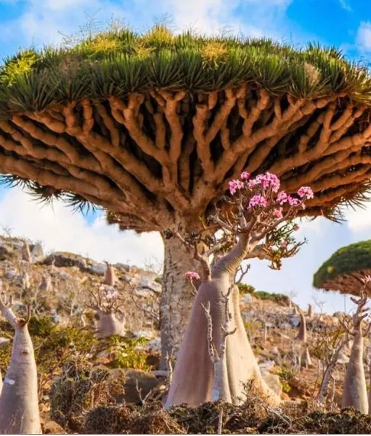 40. Socotra Archipelago.jpg?format=webp