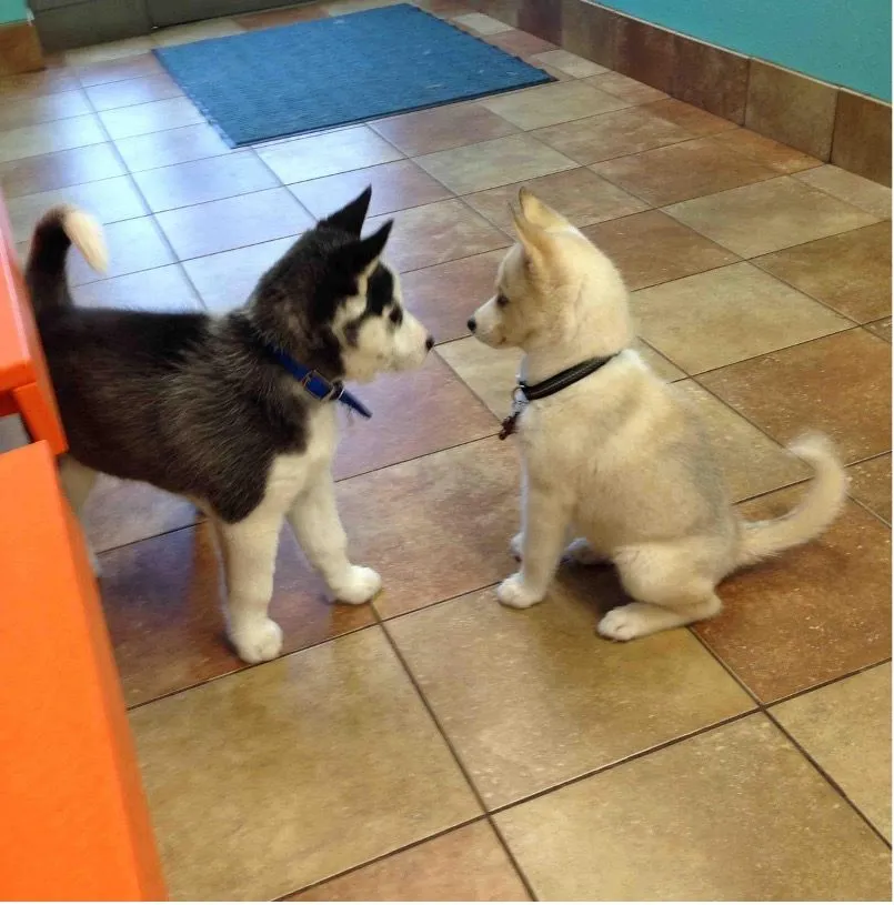 18. Two Husky Puppies Meet at the Veterinarian's Office.jpg?format=webp