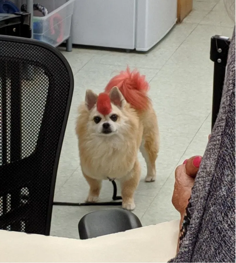 26. Dog with Mohawk.jpg?format=webp