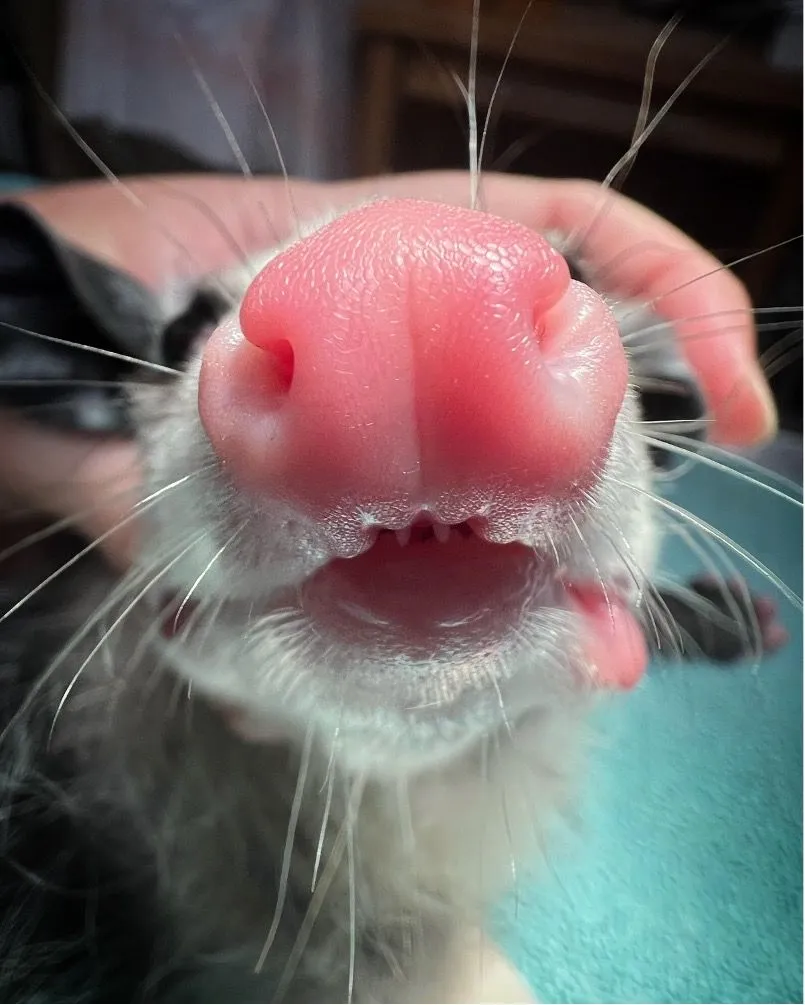 33. Cute Possum Nose.jpg?format=webp