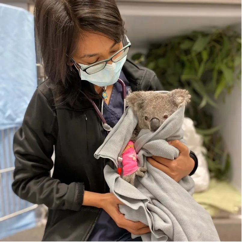 37. Koala Goes for Discharge.jpg?format=webp