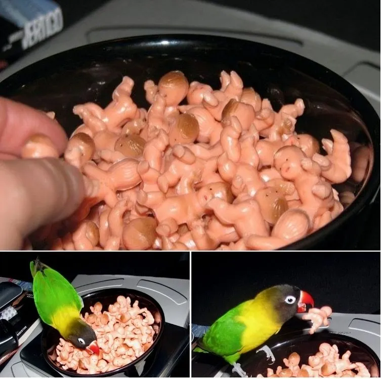 43. Unconventional Toys for Parrot.jpg?format=webp