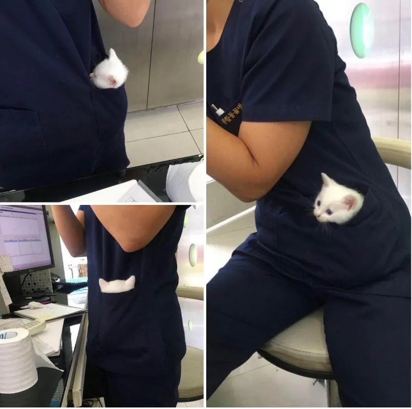 4. Vet with a Kitten in his Pocket.jpg?format=webp